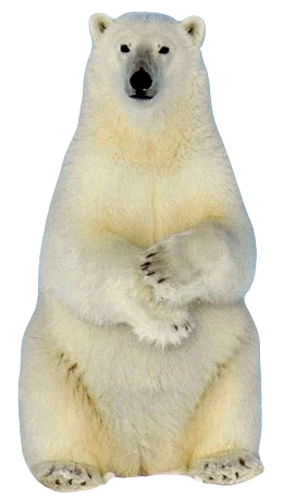 Bear Image